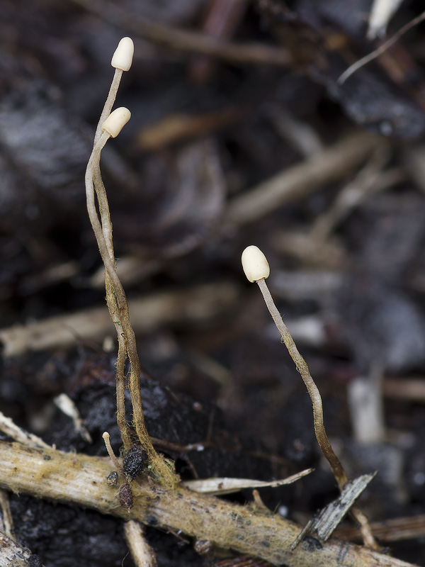 Heyderia pusilla